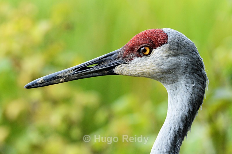  - Birds in the Wild