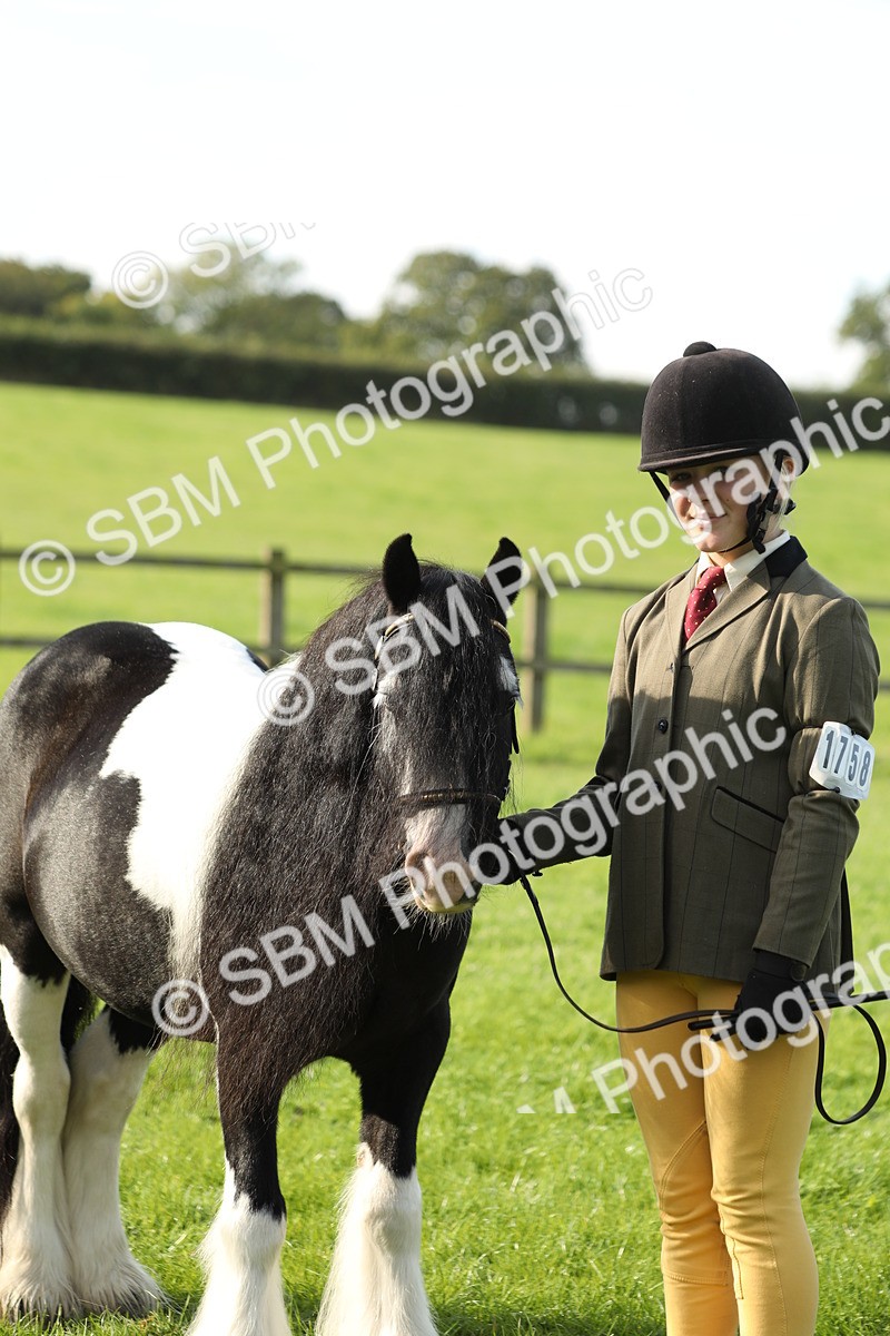 SBM_60968 - S43 - Coloured Pony In Hand