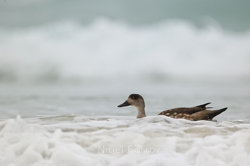 Crested Duck swimming in sea, Saunders Island, Falklands - Crested Duck