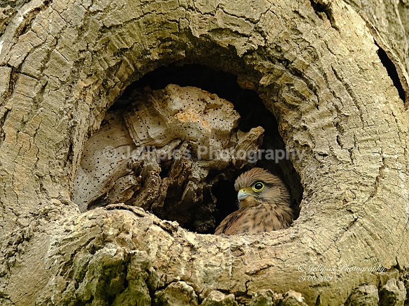  - Wildlife and Nature