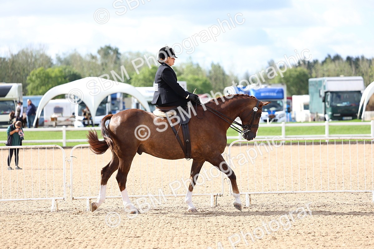 SBM_10749 - Class 305 - Ridden Foreign Breeds - Pure Bred