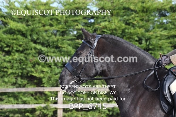 BPP_6745 - RING 1  (RIDDEN HORSES / IN HAND / VETERAN ETC)
