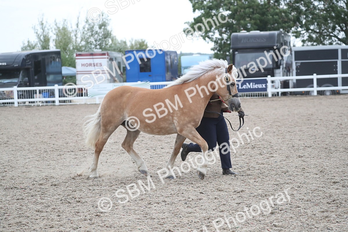 SBM_18016 - Class 317 IH Pure bred Horse/Pony
