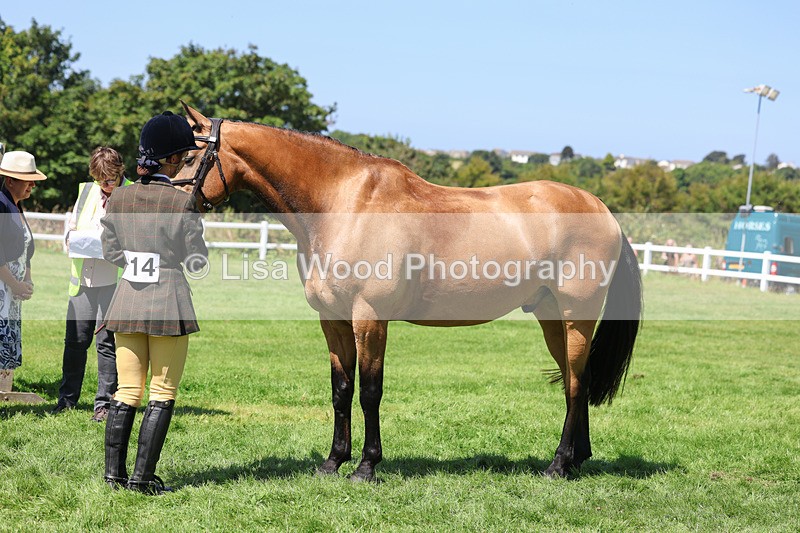 3E7A9067 - Class 6: Open Working Horse