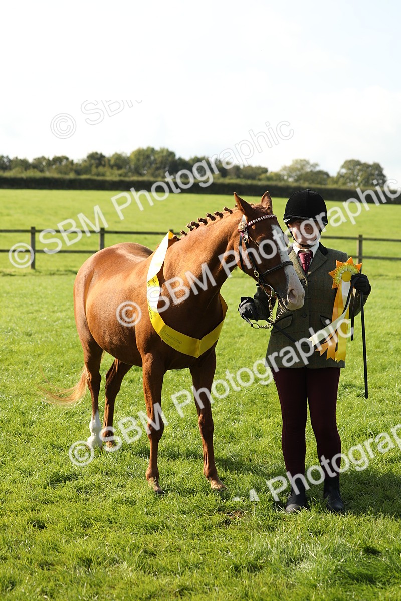 SBM_61061 - S44 - Part Bred Pony In hand