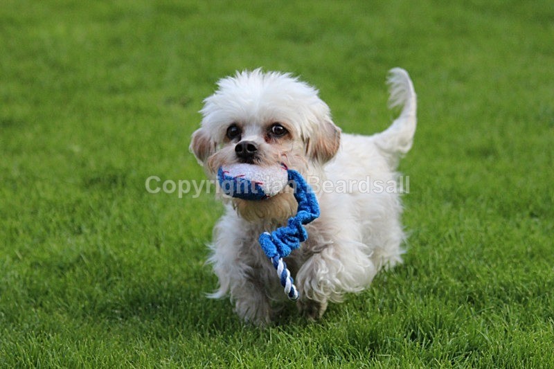 Dandie on the run - Dogs
