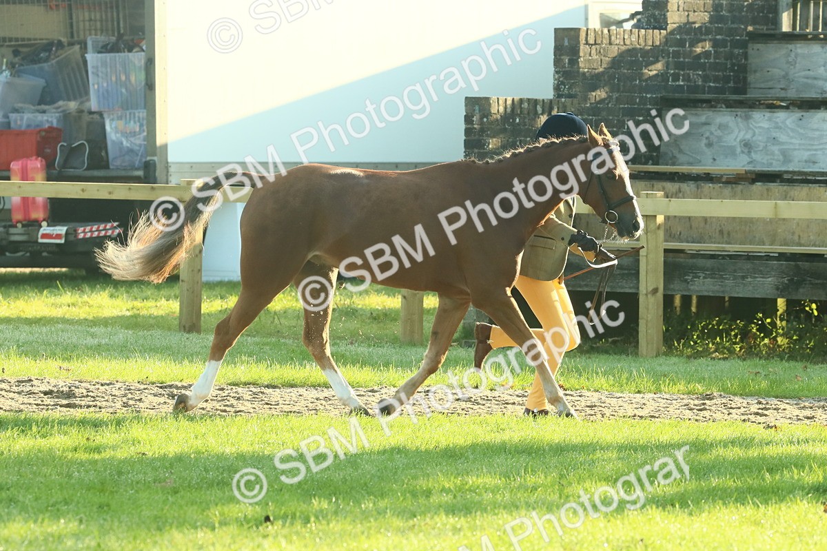 SBM_57403 - S37 - Starters In Hand Showing