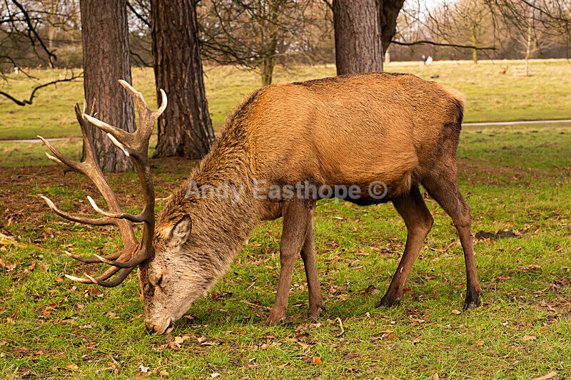 Stags in Tatton Park-5 - Tatton Park, Knutsford, Cheshire