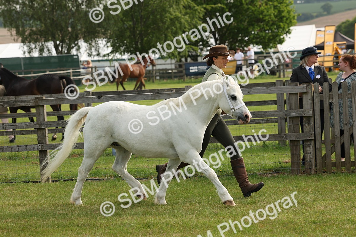 SBM_00507 - Class 6-13 - Mountatin and Moorland In Hand Welsh Breeds