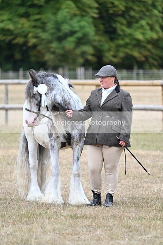 WJ7_9680 - Class 5 Most Handsome Gelding (up to 14.2hh)