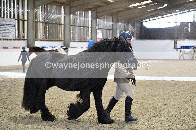 WJ5_4263 - Class 6 In hand M&M - Large Breeds