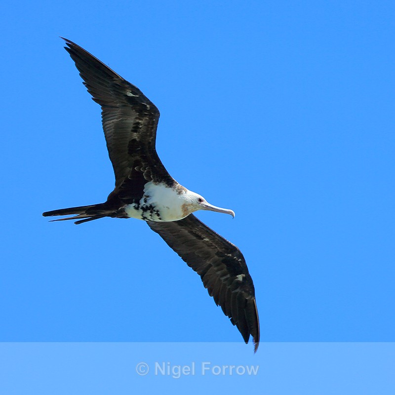 Great Frigatebird (juvenile) in flight, Kilauea Point, Kauai - Great Frigatebird