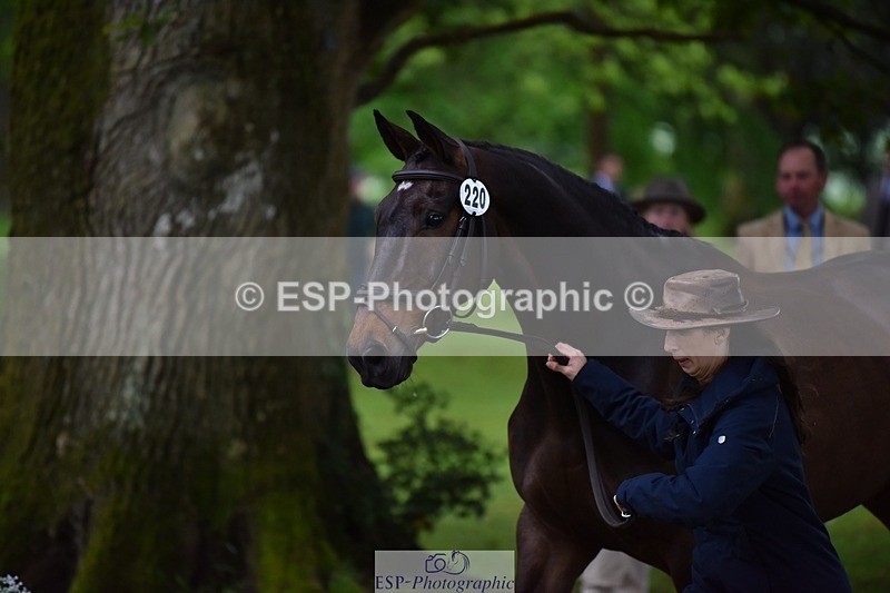 240522-164650-01148 - 220-BALLINAMURRA_FLARE_STAR-Mary_Mason