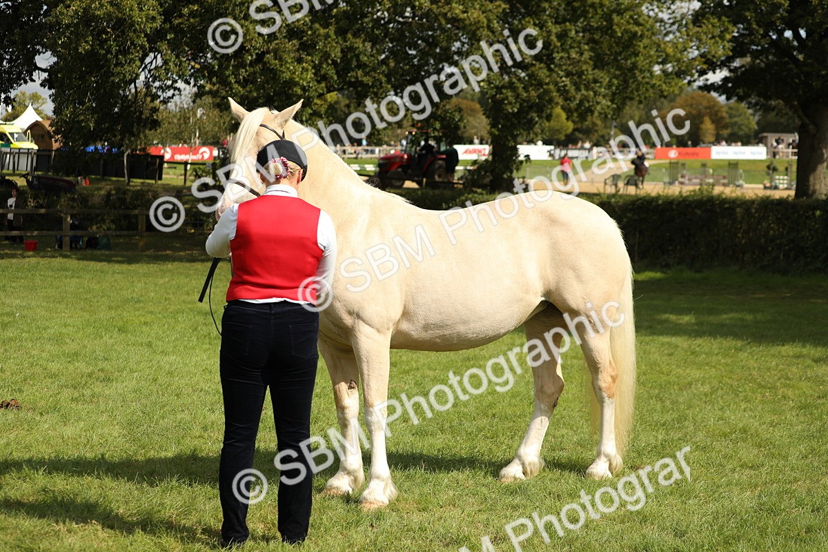 SBM_65457 - S47 - Mountain & Moorland In Hand Large Breeds