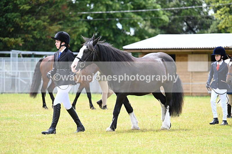 WJ7_6589 - Class 5 Handsome Gelding in hand