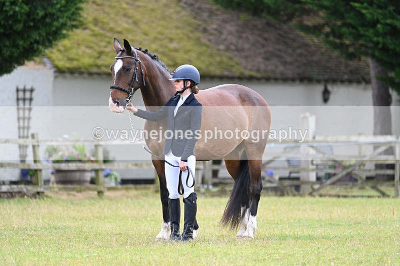 WJ7_7048 - Class 5a Most Handsome Gelding in Hand