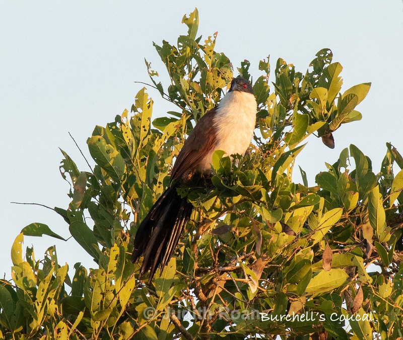  - South Africa Birds and Mammals