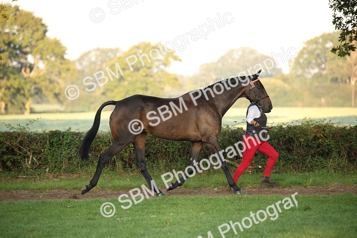 SBM_56840 - S49 - Riding Horse & Hack & Thoroughbred In Hand