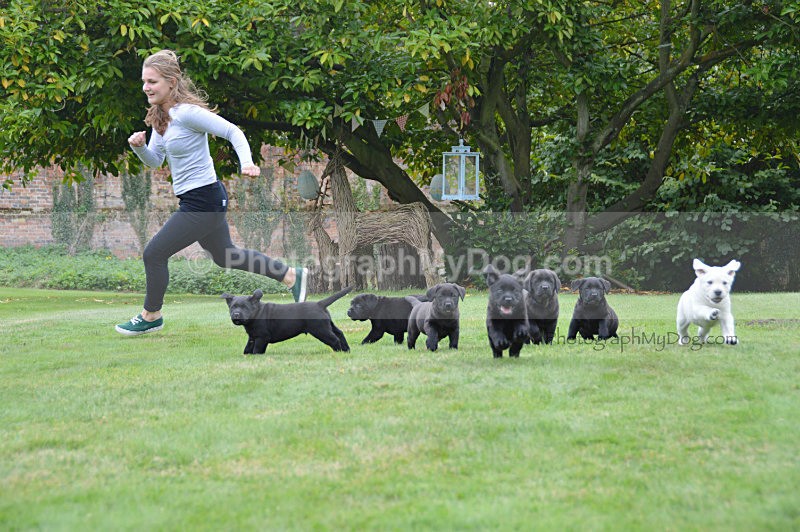  - Yellow and Black Labradors