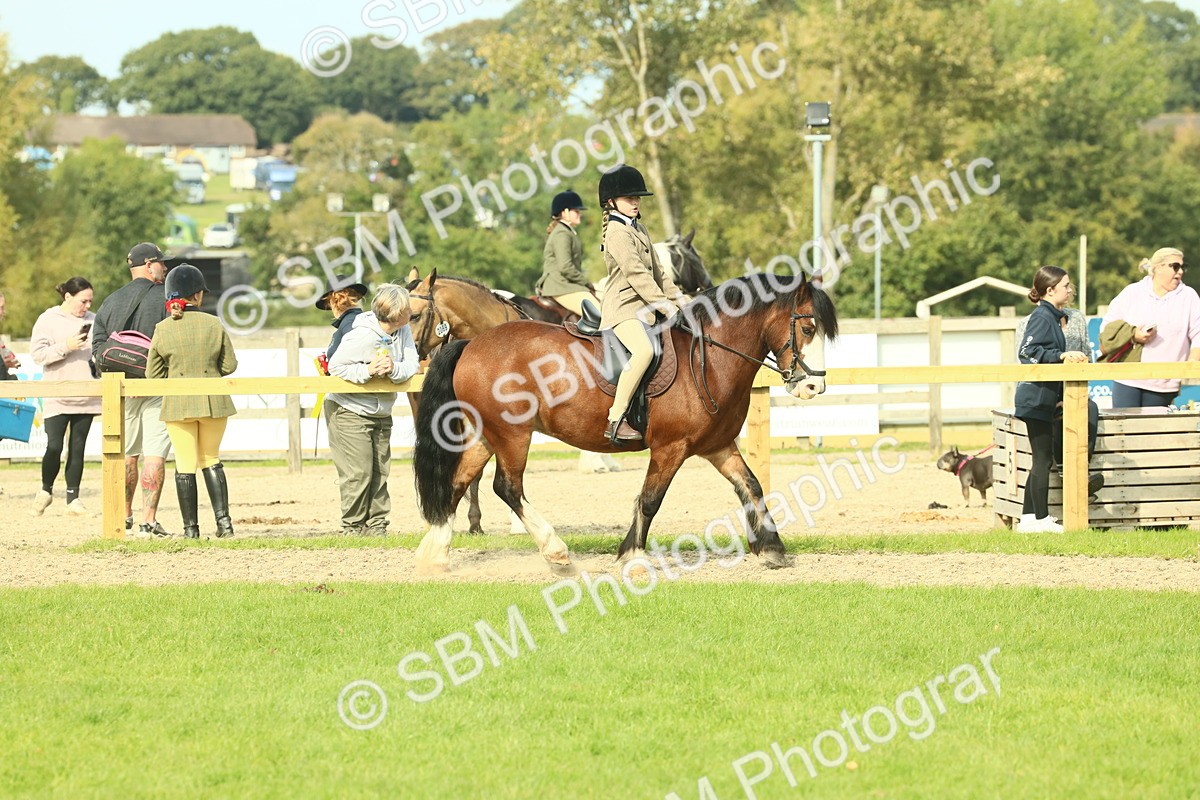 SBM_69039 - S58 - Mini Show Cob Ridden
