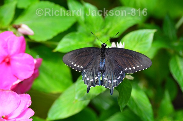 Spicebush Swallowtail - Butterfly Gallery