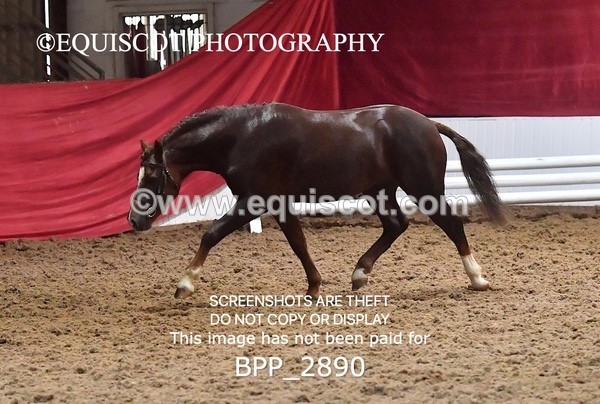 BPP_2890 - LOOSE JUMPING / SPSS