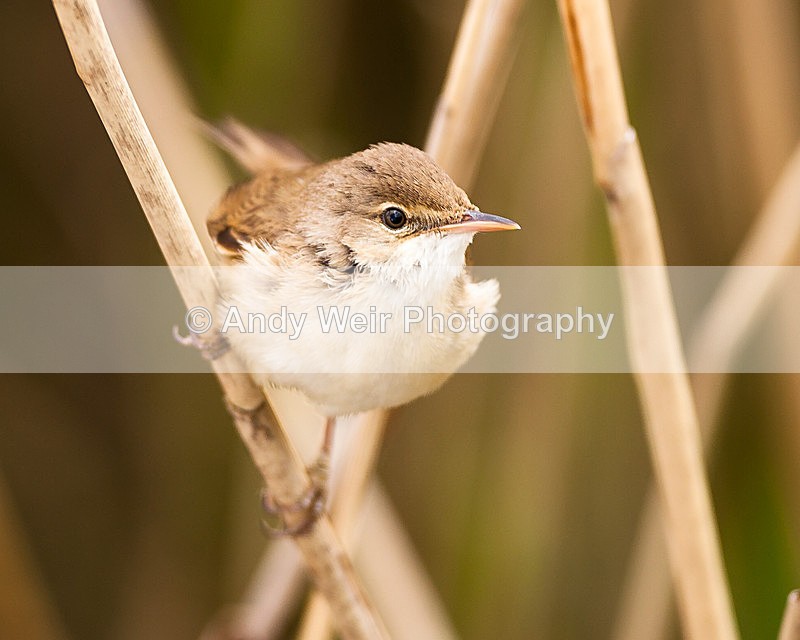20130526-_MG_3628 - Reed Warbler