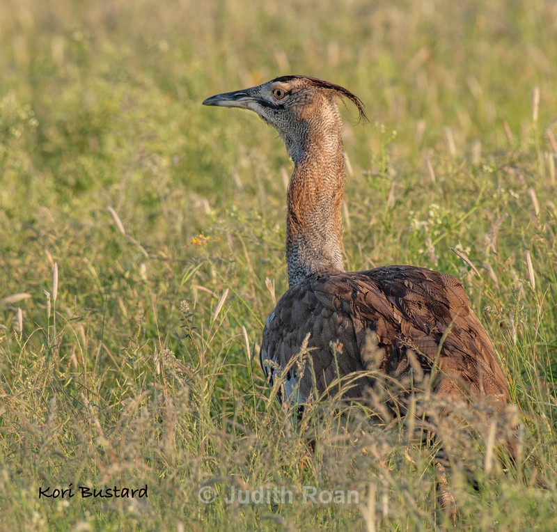  - South Africa Birds and Mammals