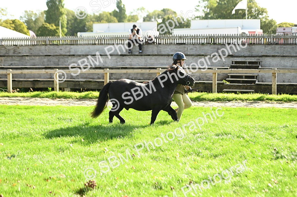 SBM_15888 - S1 - TSR in Hand Horse & Pony Showing