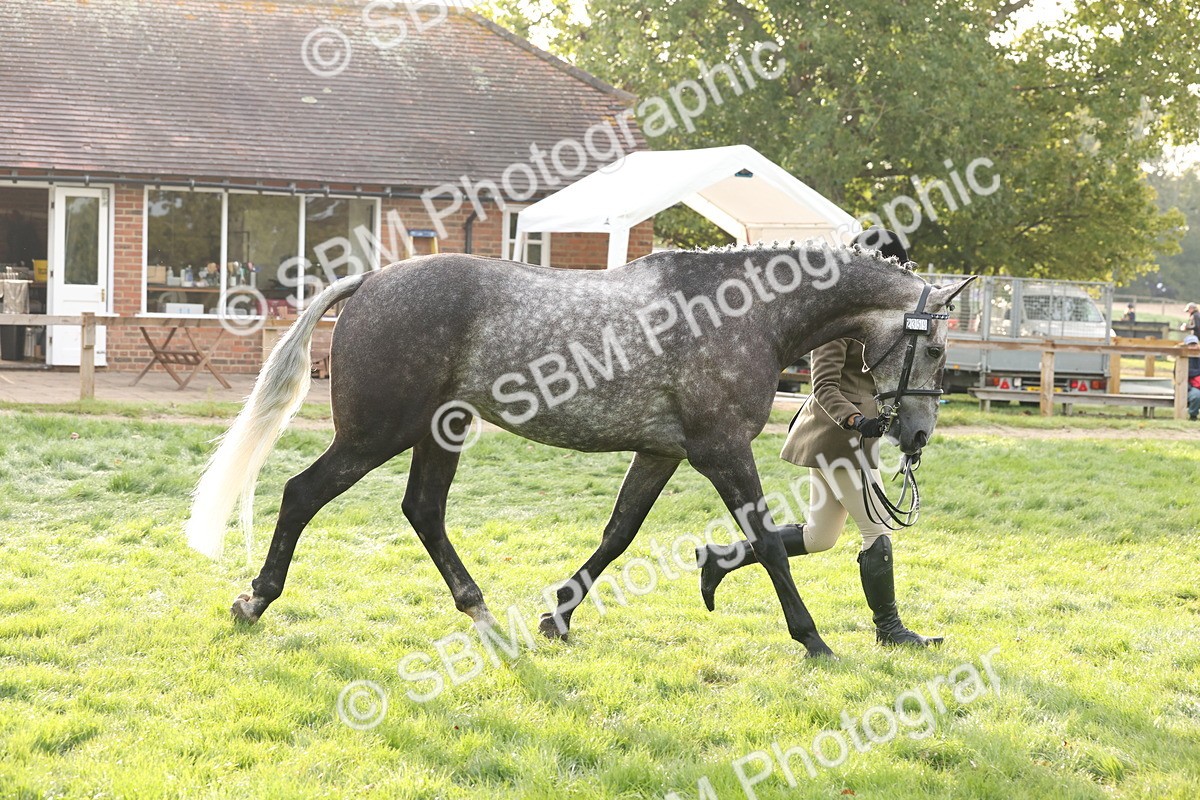 SBM_54980 - S52 - Riding Horse & Hack & thoroughbred In Hand