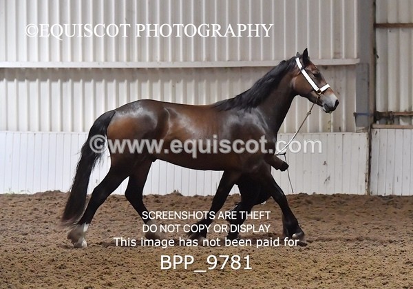 BPP_9781 - RING 1