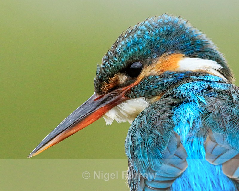 Kingfisher (female) close-up, back view, Scotland - Kingfisher