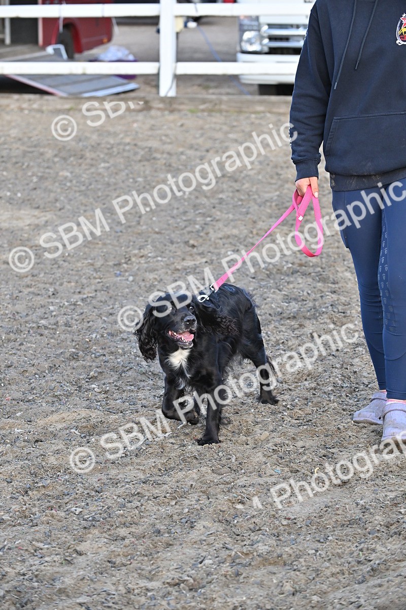 SBM_09469 - Lorry Dogs