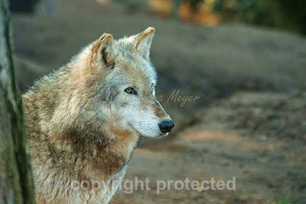 Grey Wolf - Kenai (Colchester Zoo) - Smaller Cats & Other Wildlife - Wolves