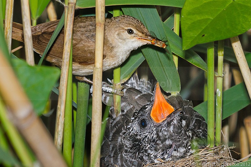 Reed Warbler (Acrocephalus scirpaceus) feeding Cuckoo chick (Cuculus c - ARPS Panel