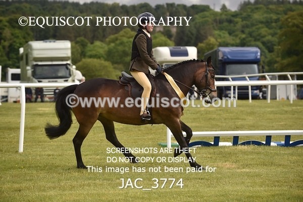 JAC_3774 - 75CM WORKING HUNTER