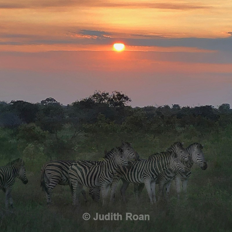 Zebra Sunset Montage - Photo Montages