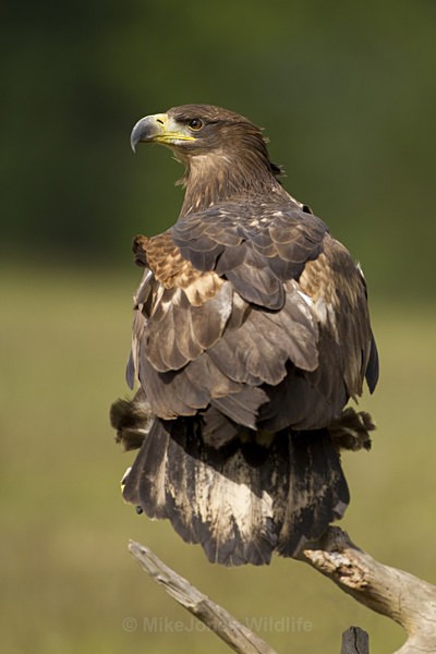 White tailed Eagle (Juvenile) - FAVOURITES WILDLIFE GALLERY. Selected images from the wildlife collections.