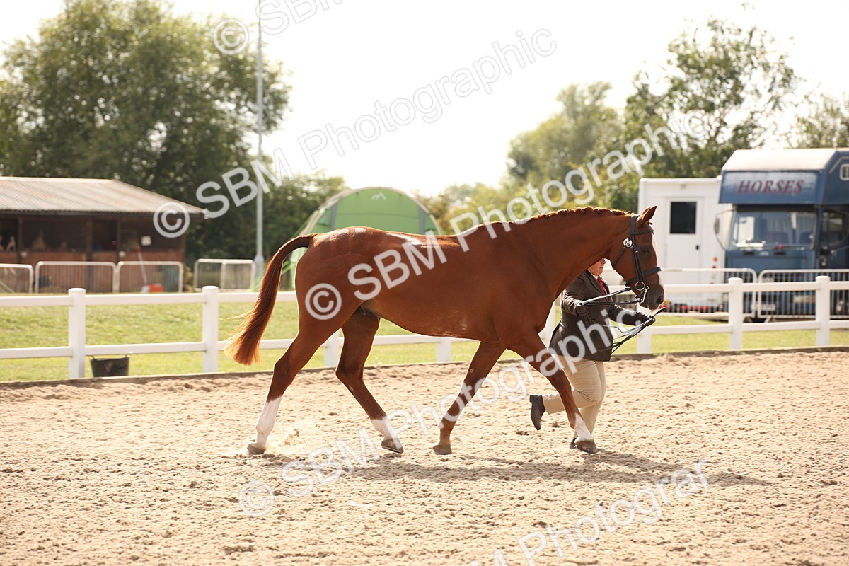 SBM_08158 - Class 27 - IH Competition Horse-Pony