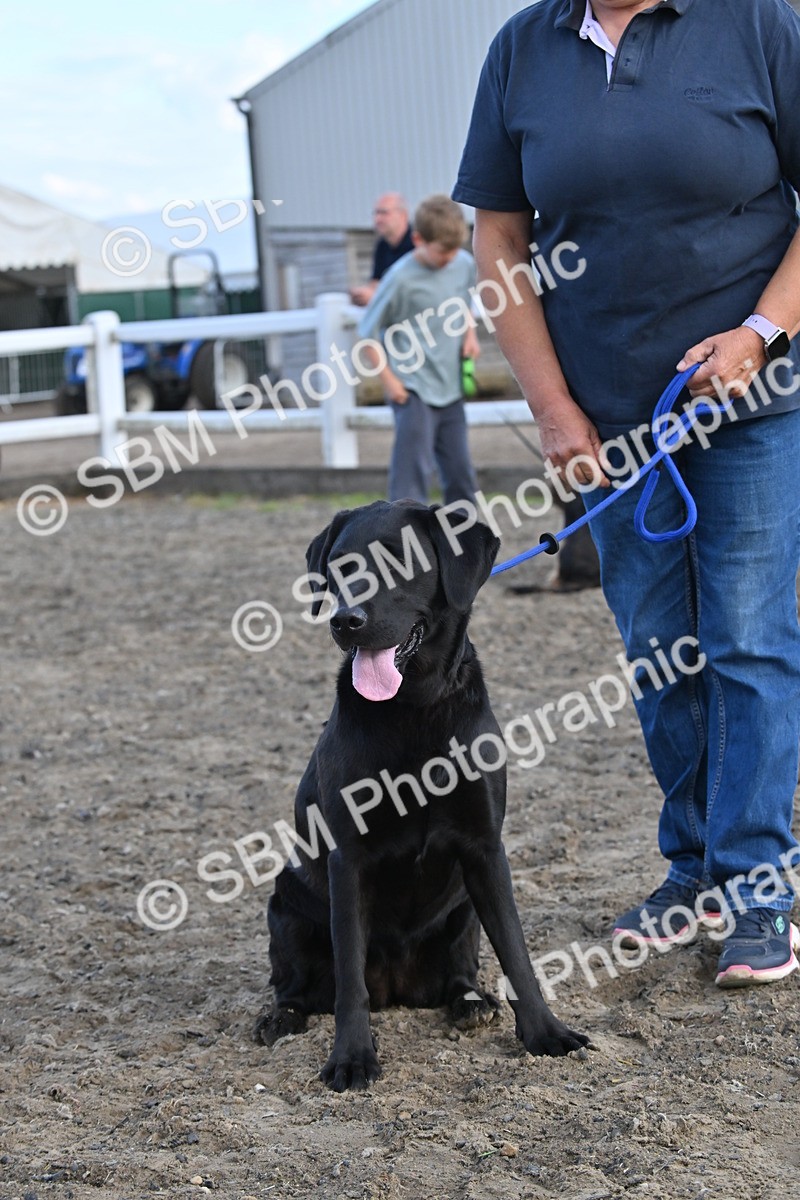 SBM_09528 - Lorry Dogs