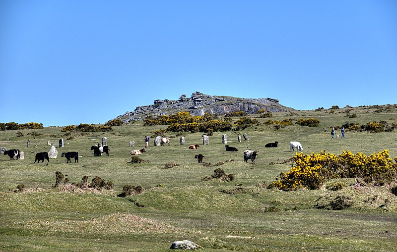  - Bodmin Moor mainly Minions
