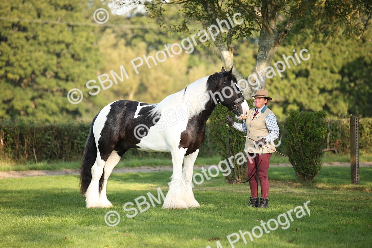 SBM_58659 - S51 - Piebald & Skewbald Horse In Hand