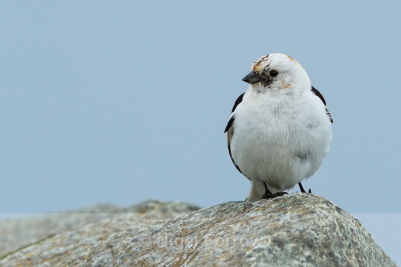 Snow Bunting (male), front view, Jokulsarlon, Iceland - Snow Bunting