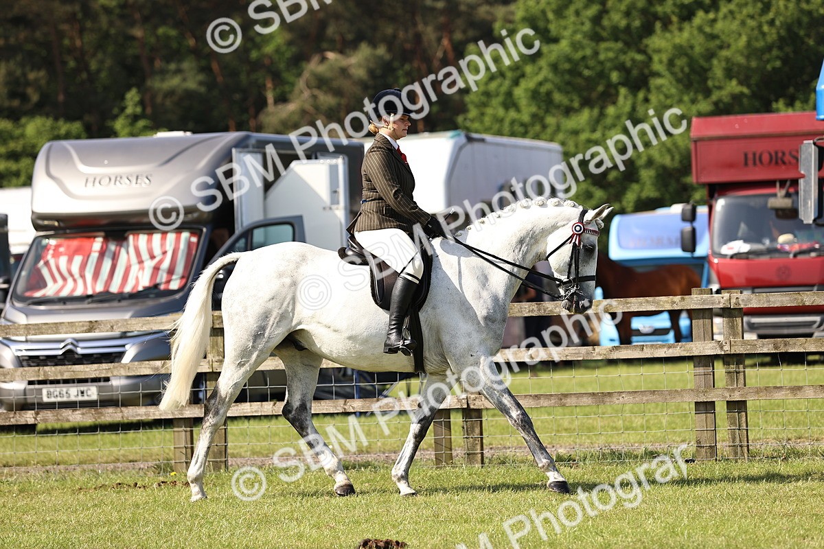 SBM_12885 - Class 75-76 LIHS BSHA Rising Star Hack Riding Horse