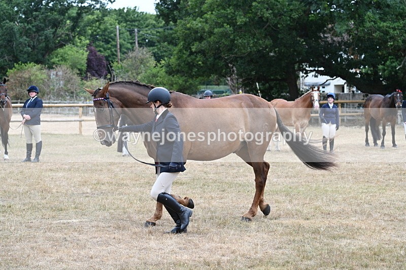 WJ7_0079 - Class 5a Most Handsome Gelding (above 14.2hh)