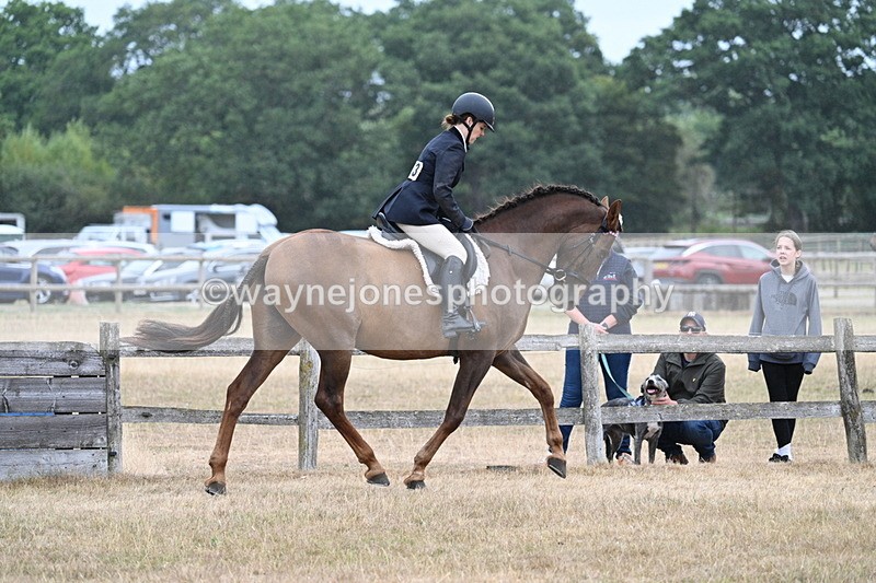 WJ7_0885 - Class 7 Riding Club Show Horse