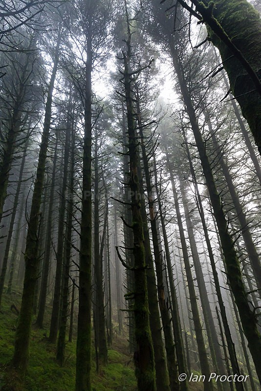 Tall Trees - Kilbroney Forest - Nature