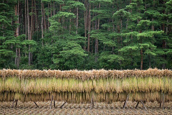 19 Drying Hand Cut Rice 1 - Autumn Rice