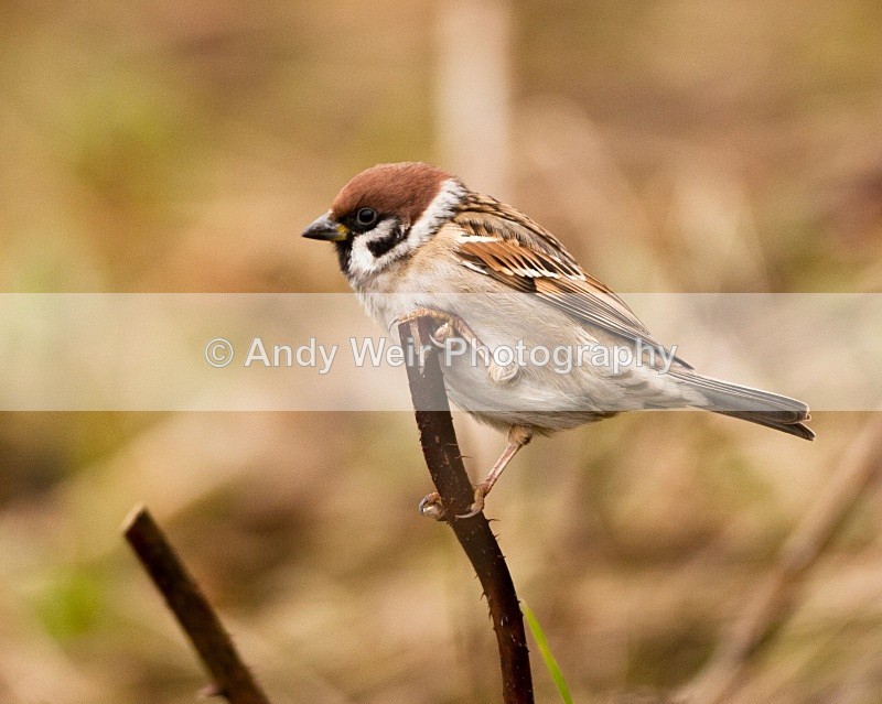 20110123-IMG_0689 - Tree Sparrow