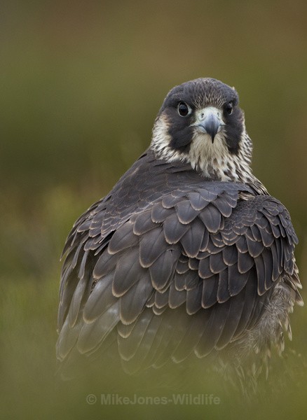  - PEREGRINE FALCONS